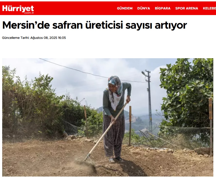 Yenişehir Belediyesinin desteğiyle safran üreticisi sayısı artıyor