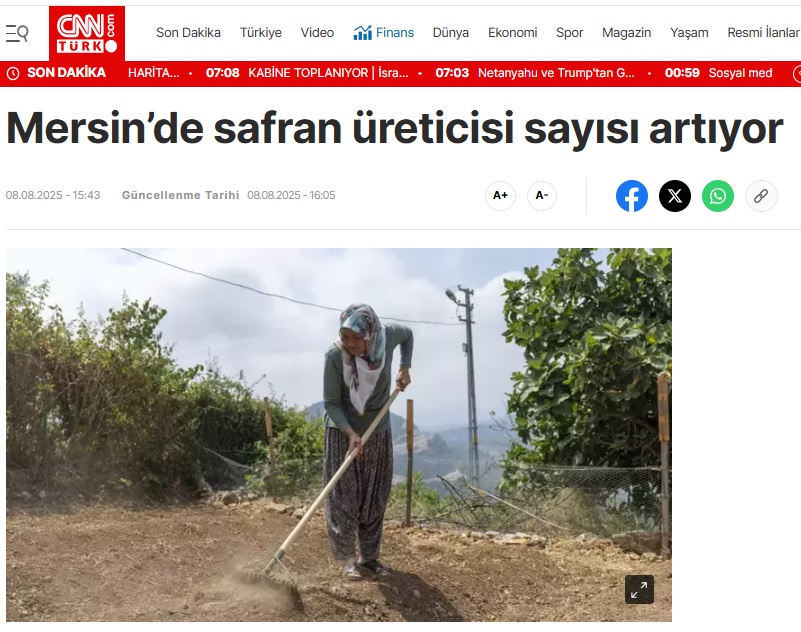 Yenişehir Belediyesinin desteğiyle safran üreticisi sayısı artıyor