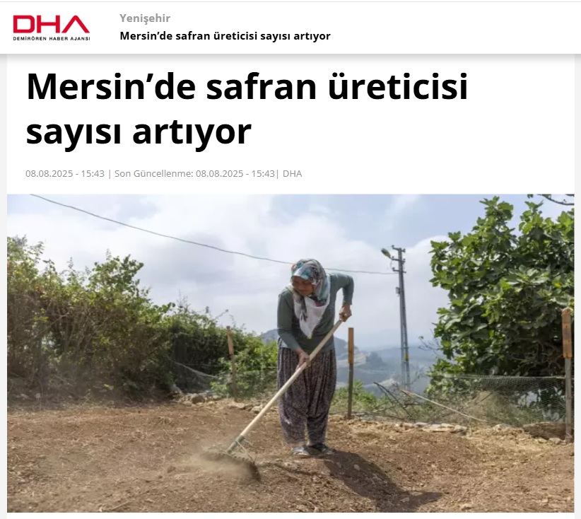 Yenişehir Belediyesinin desteğiyle safran üreticisi sayısı artıyor