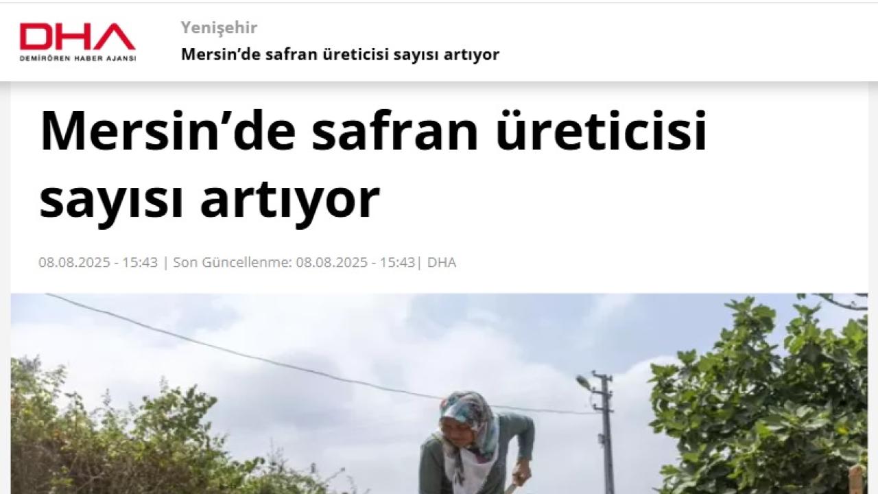 Yenişehir Belediyesinin desteğiyle safran üreticisi sayısı artıyor