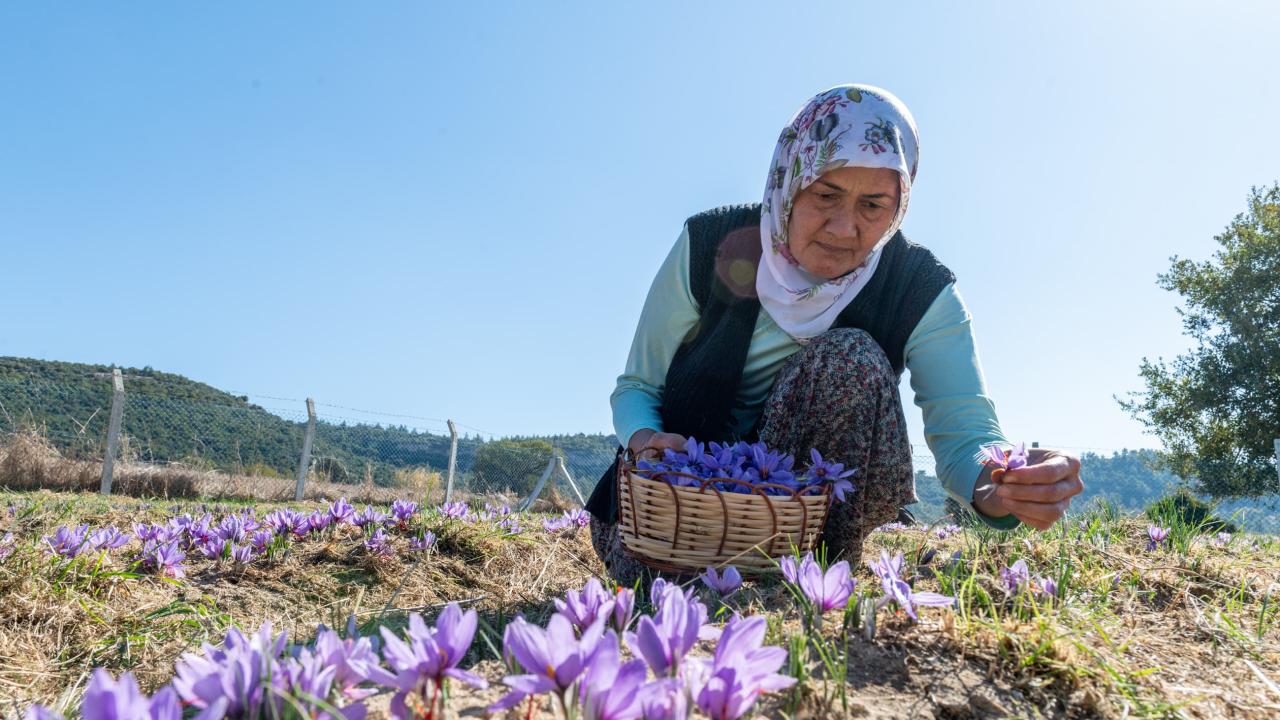 Başkan Özyiğit, “Türkiye’nin en çok safran üreten ilçelerinden biri olabiliriz