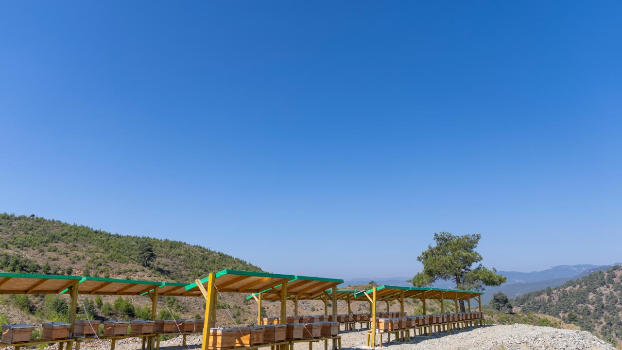 Yenişehir Belediyesi arı merası kuran Türkiye’deki ilk belediye oldu 