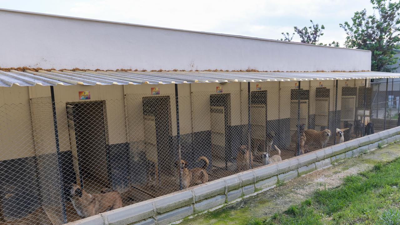 Yenişehir’de patili dostlara 5 yıldızlı hizmet 