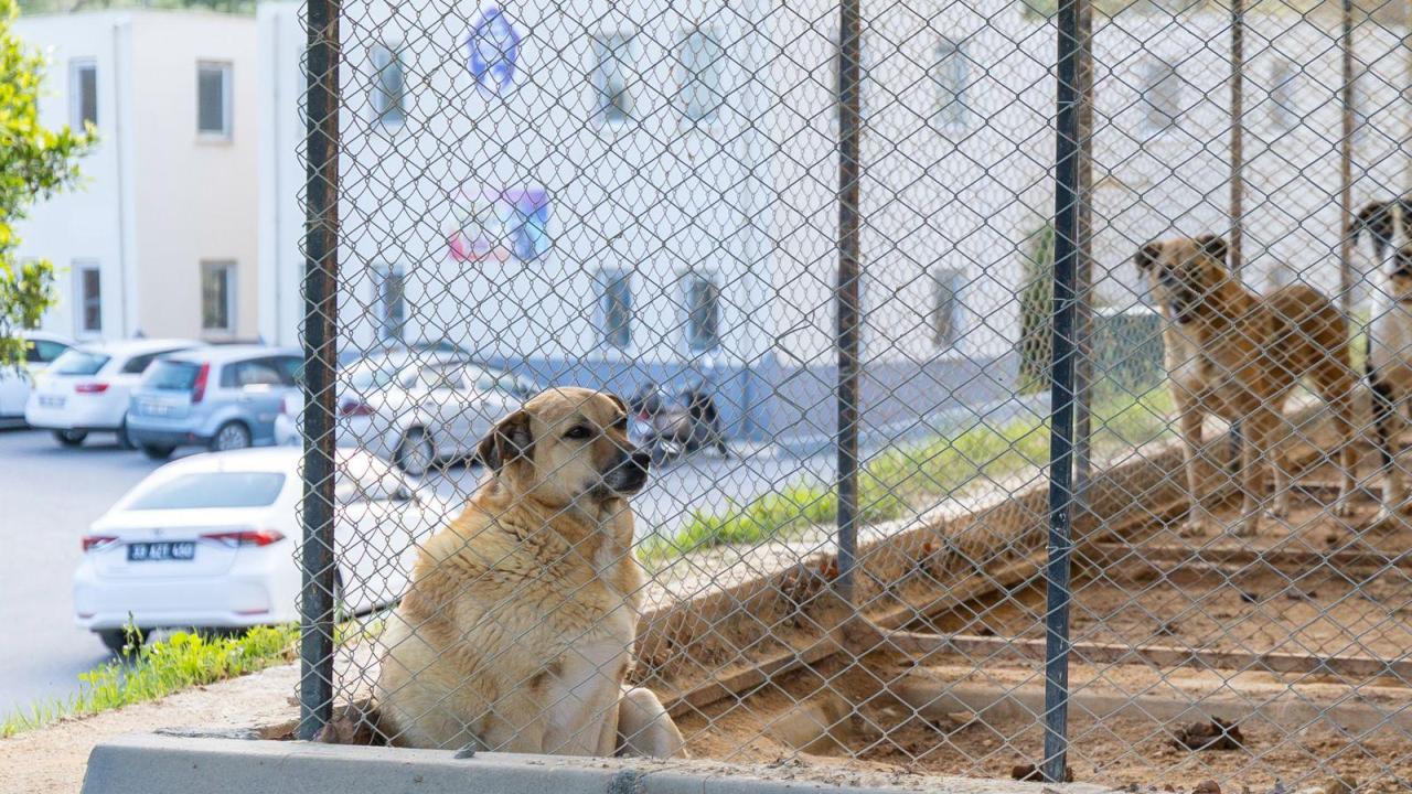 Yenişehir’de patili dostlara 5 yıldızlı hizmet 