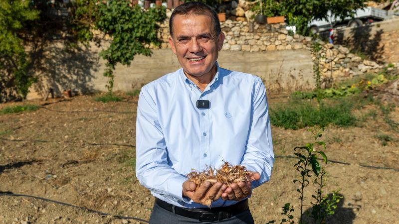Yenişehir Belediyesinin hibe ettiği safran soğanları toprakla buluştu