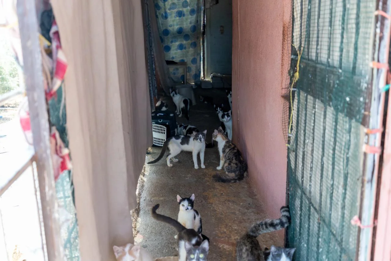 ‘Çöp Ev’ beklerken ‘Kedi Evi’ çıktı